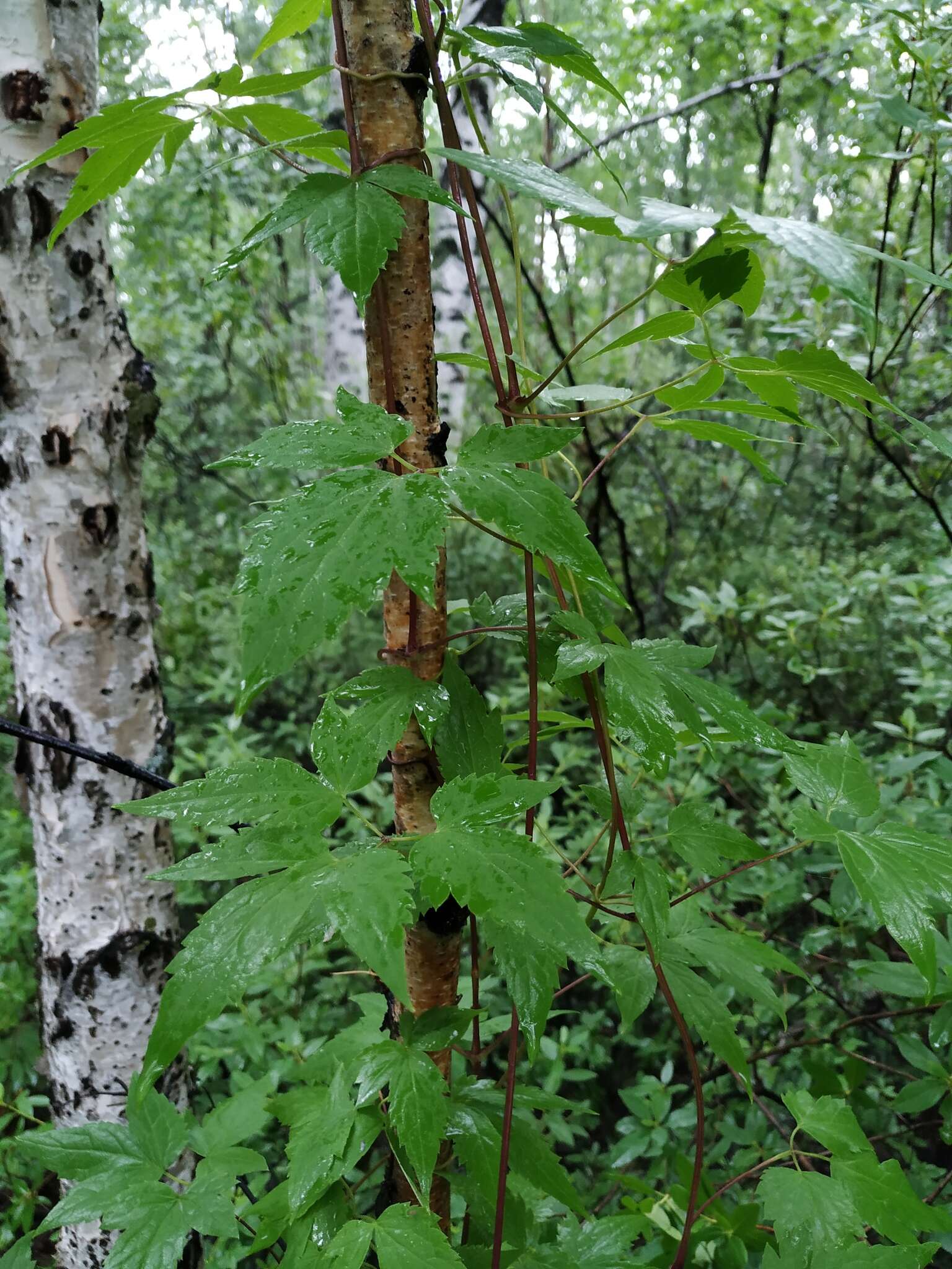 Image of Clematis macropetala Ledeb.