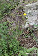 Image de Potentilla pimpinelloides L.