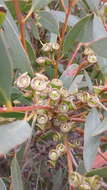 Imagem de Eucalyptus diversifolia subsp. diversifolia