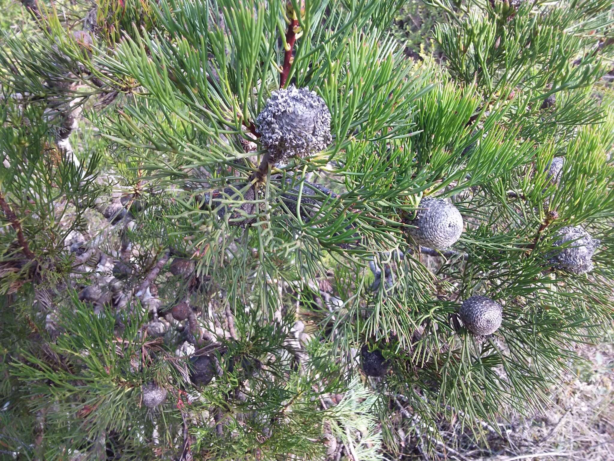 Image of Isopogon anethifolius (Salisb.) Knight