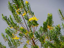 Image of Hypericum mysorense Heyne