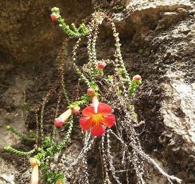 Image de Ourisia polyantha Poepp. & Endl.