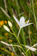 Image of St. Bernard’s lily