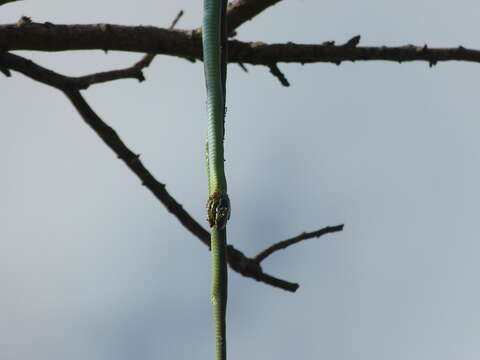 Image of Eastern Green Snake