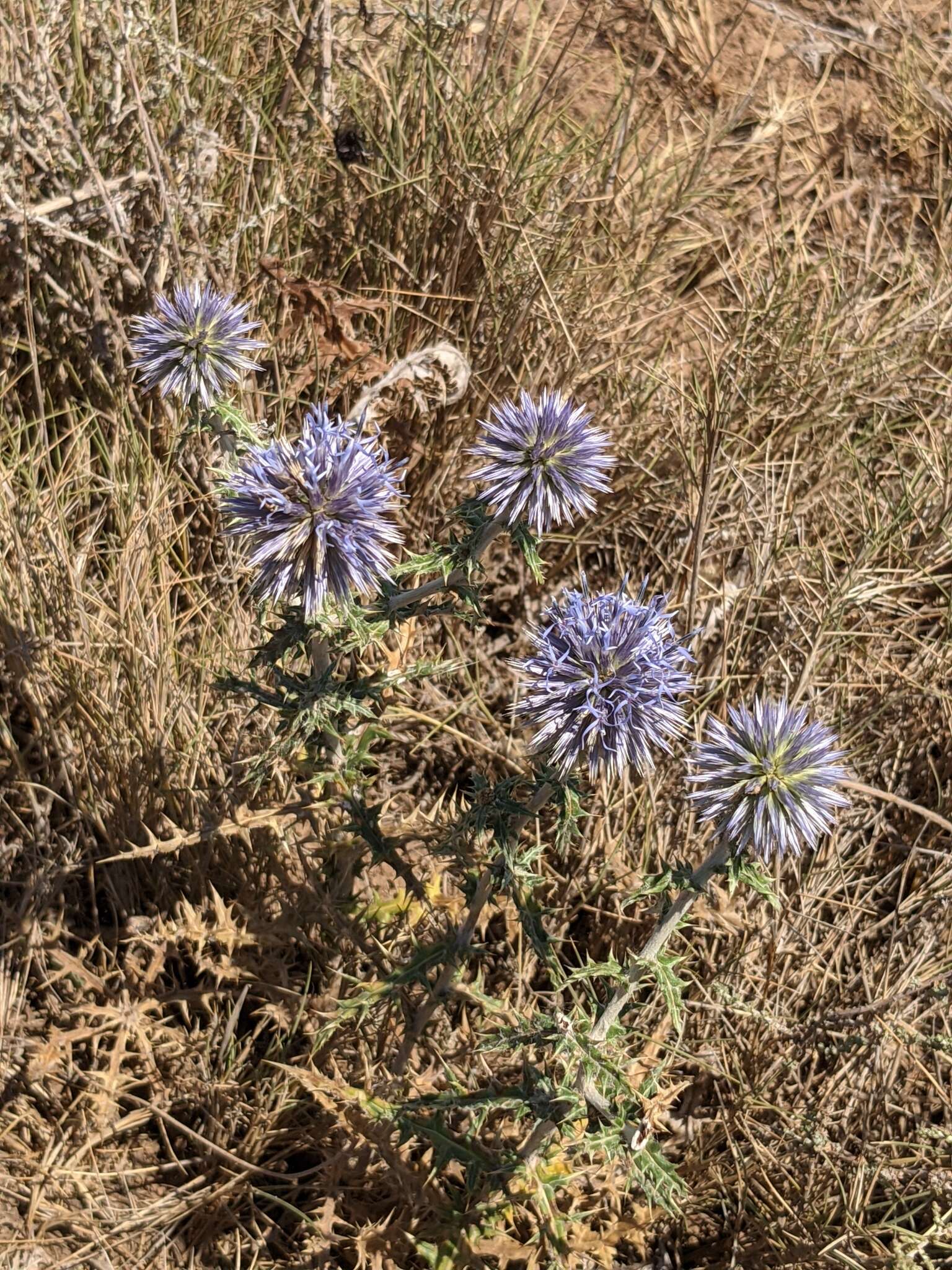 Image of Echinops ritro subsp. ritro