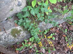 Image of autumn goldenrod