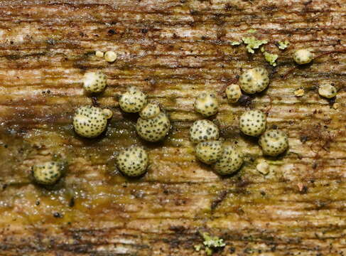 Image of Trichoderma gelatinosum P. Chaverri & Samuels 2003