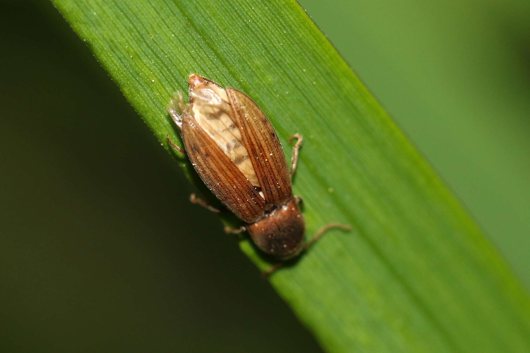 Image of Lined Click Beetle