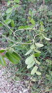 Image of <i>Vincetoxicum indicum</i>