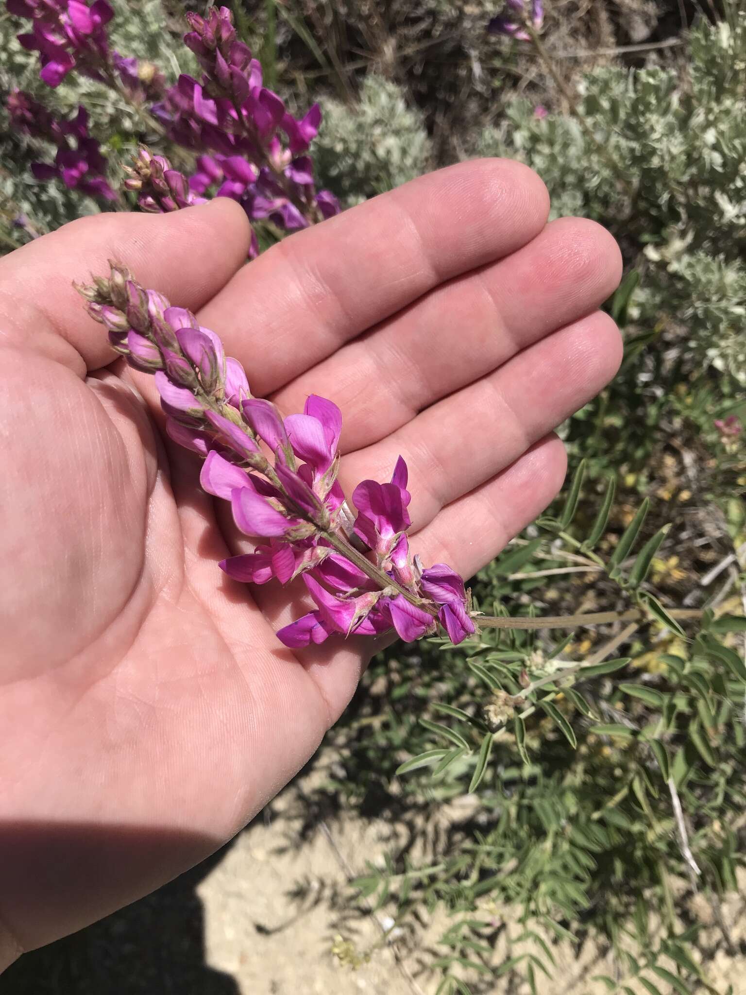 Plancia ëd Hedysarum boreale Nutt.