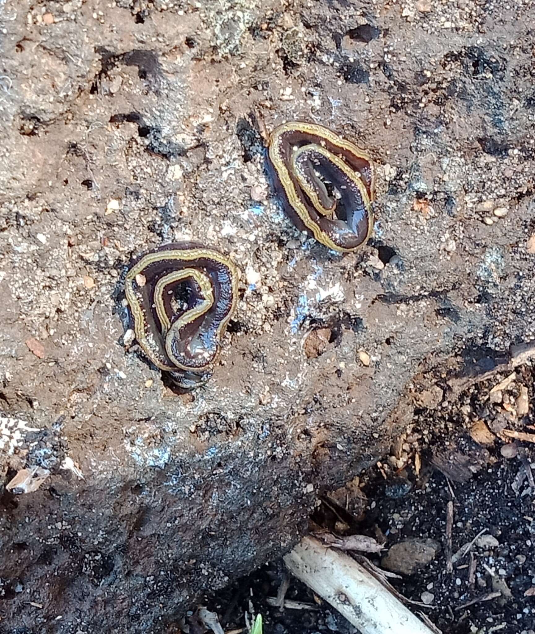 Image de Caenoplana bicolor (Graff 1899)