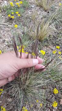 Festuca lenensis Drobow resmi