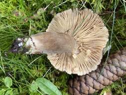 Image of Lactarius picinus Fr. 1838