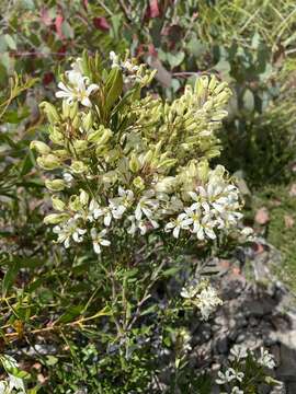 Plancia ëd Lomatia polymorpha R. Br.