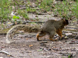 Image of Sciurus niger bachmani Lowery & Davis 1942