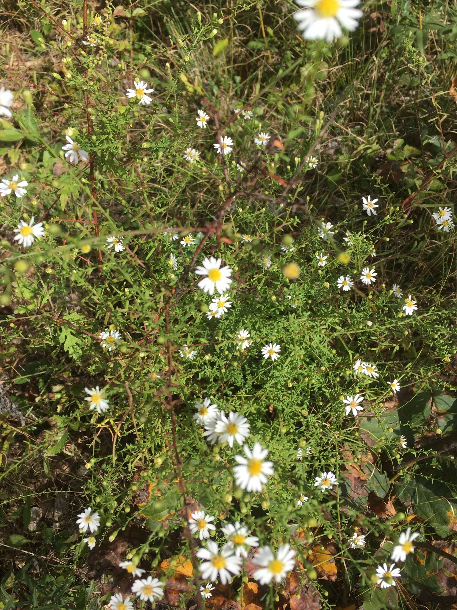 Image of hairy white oldfield aster