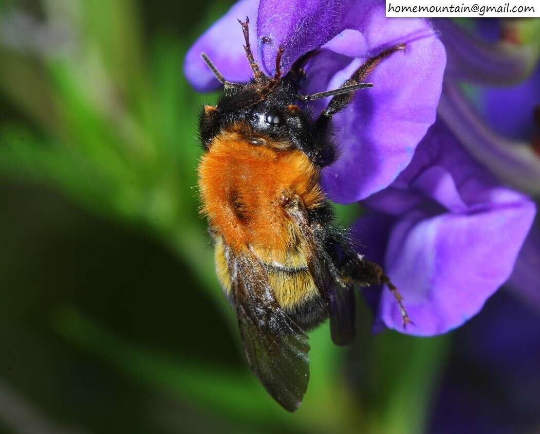 Слика од Bombus opulentus Smith 1861