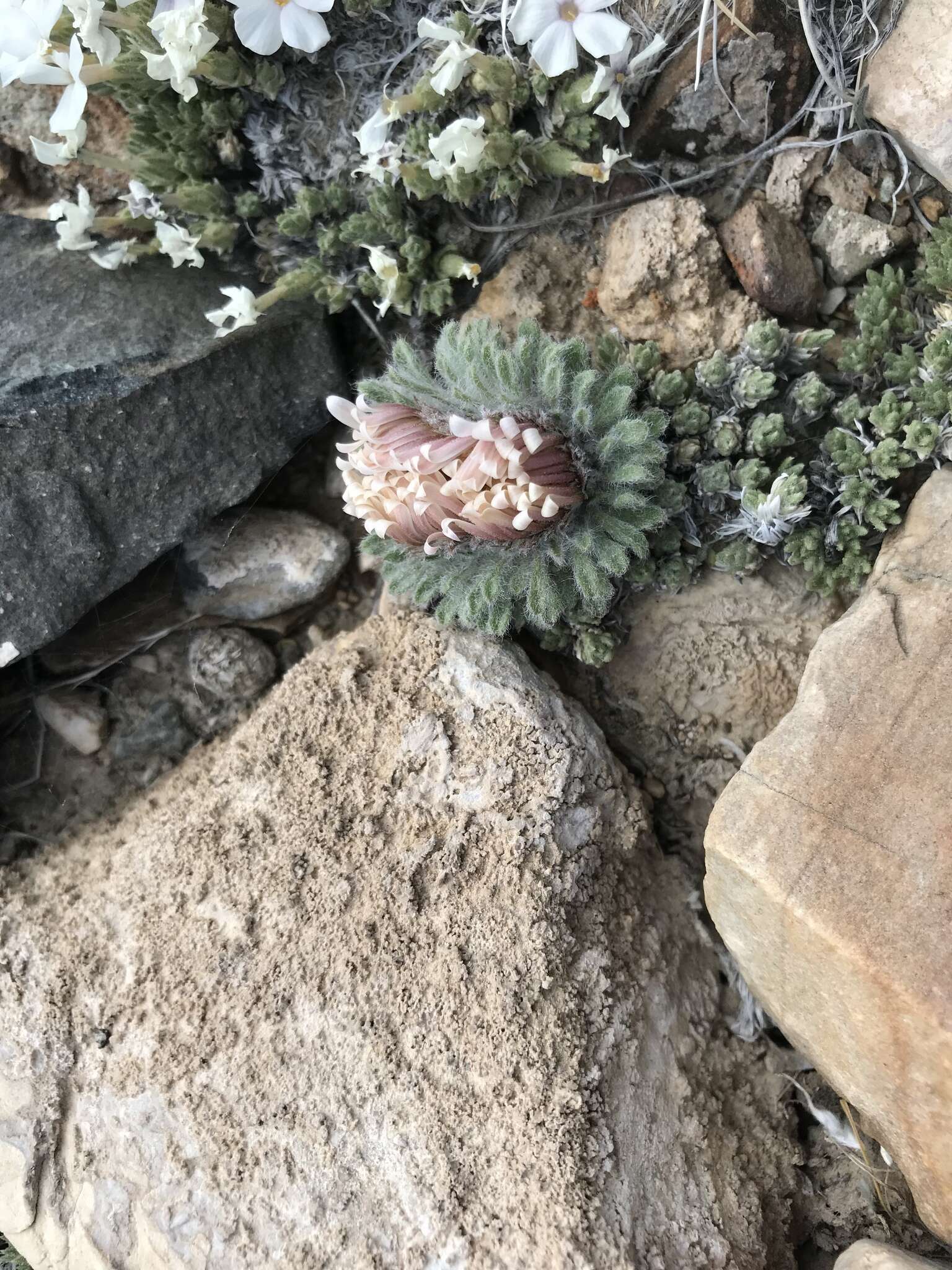 Image of cushion Townsend daisy