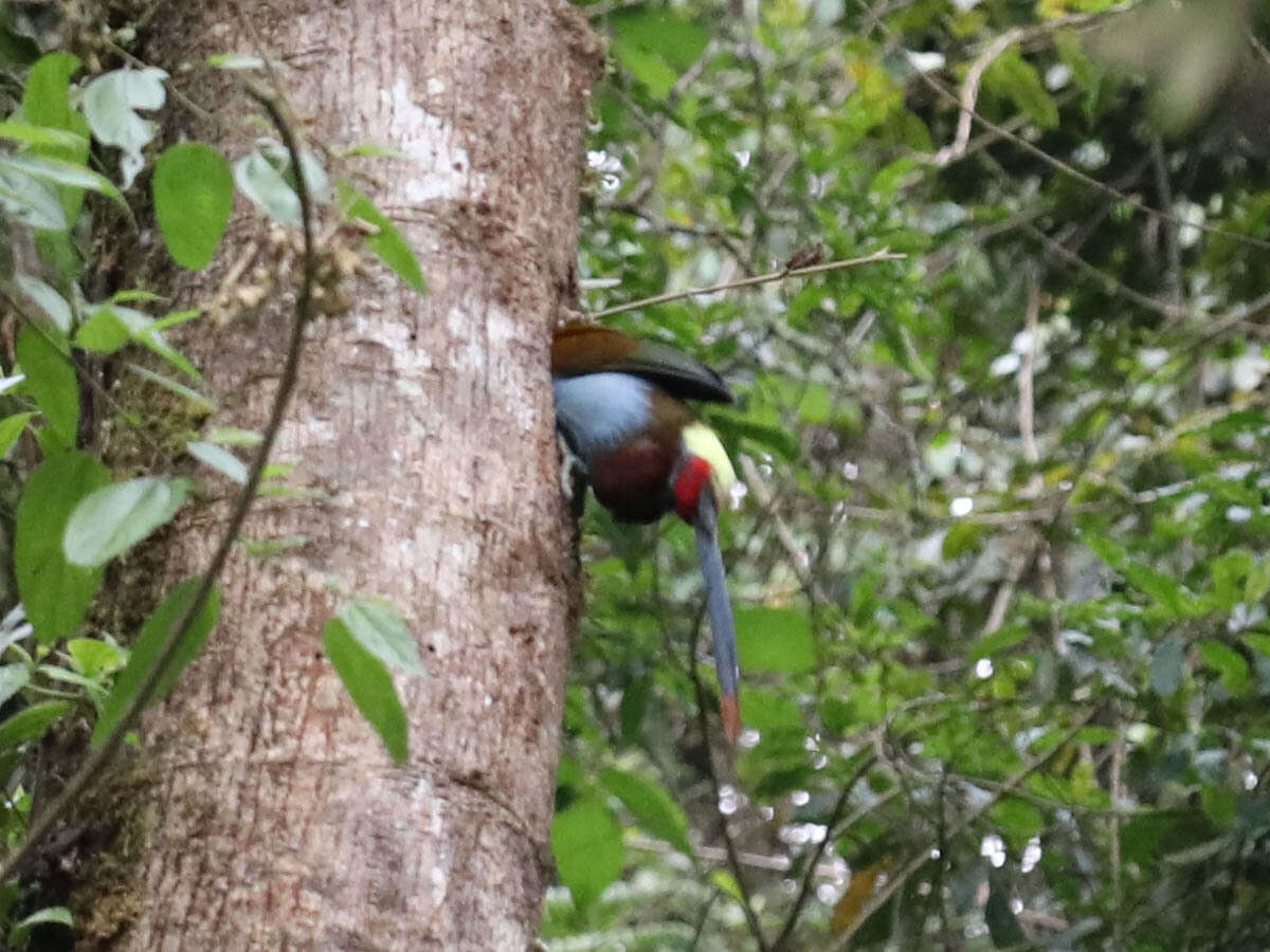 Image of Black-billed Mountain Toucan