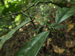 Image of Glyptopetalum grandiflorum Beddome