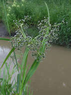 Imagem de Scirpus sylvaticus L.