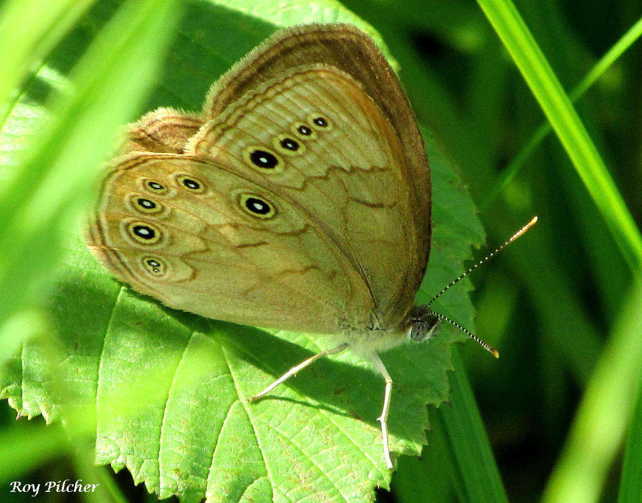 Image of Eyed Brown