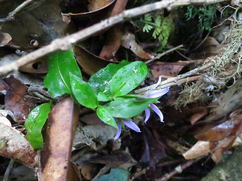 Image of Solanum humblotii Damm.