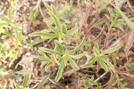 Image of littleleaf bush penstemon