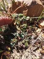 Image of Pelargonium chelidonium (Houtt.) DC.