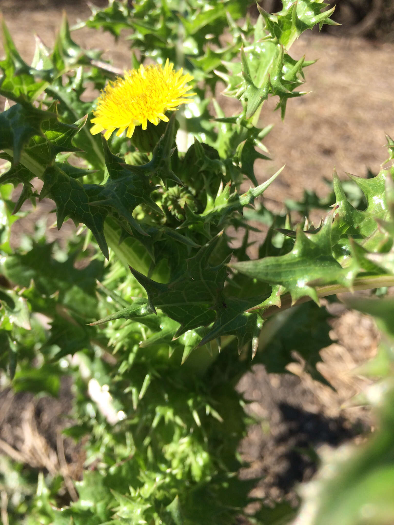 Слика од Sonchus asper (L.) Hill