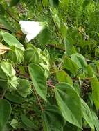 Imagem de Hibiscus moscheutos subsp. lasiocarpos (Cav.) O. J. Blanch.