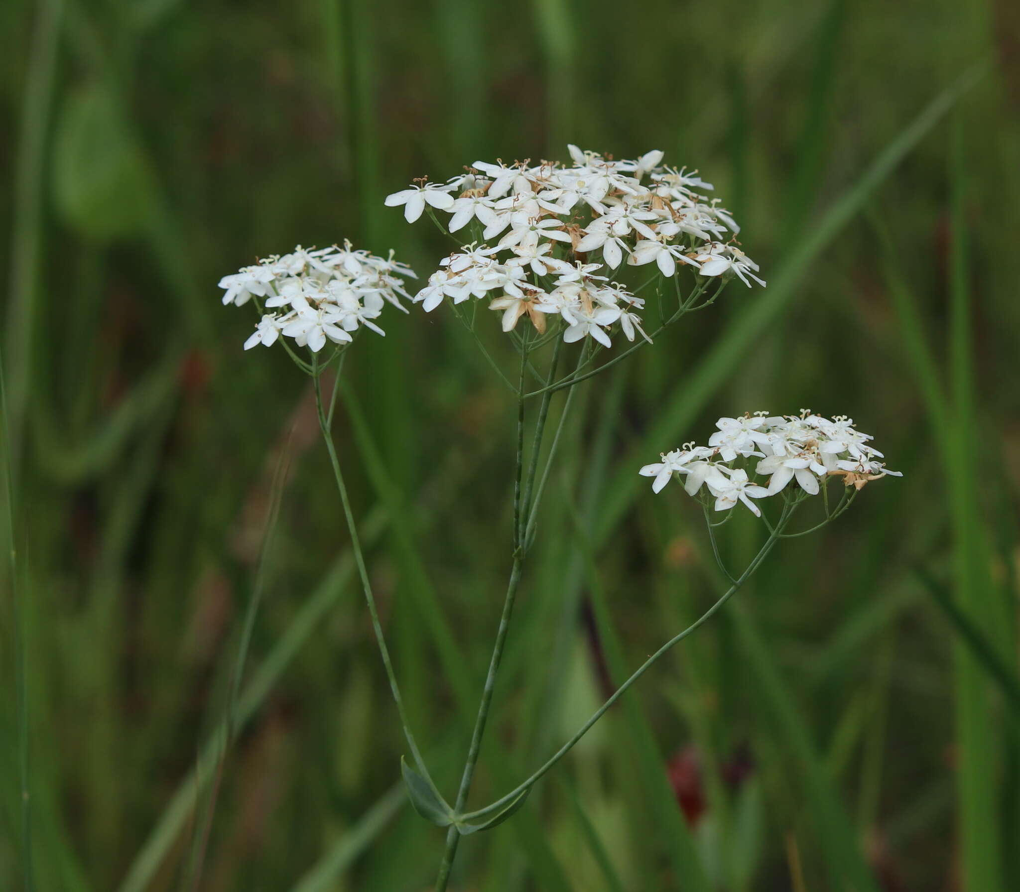 <i>Sabatia <i>macrophylla</i></i> var. macrophylla resmi