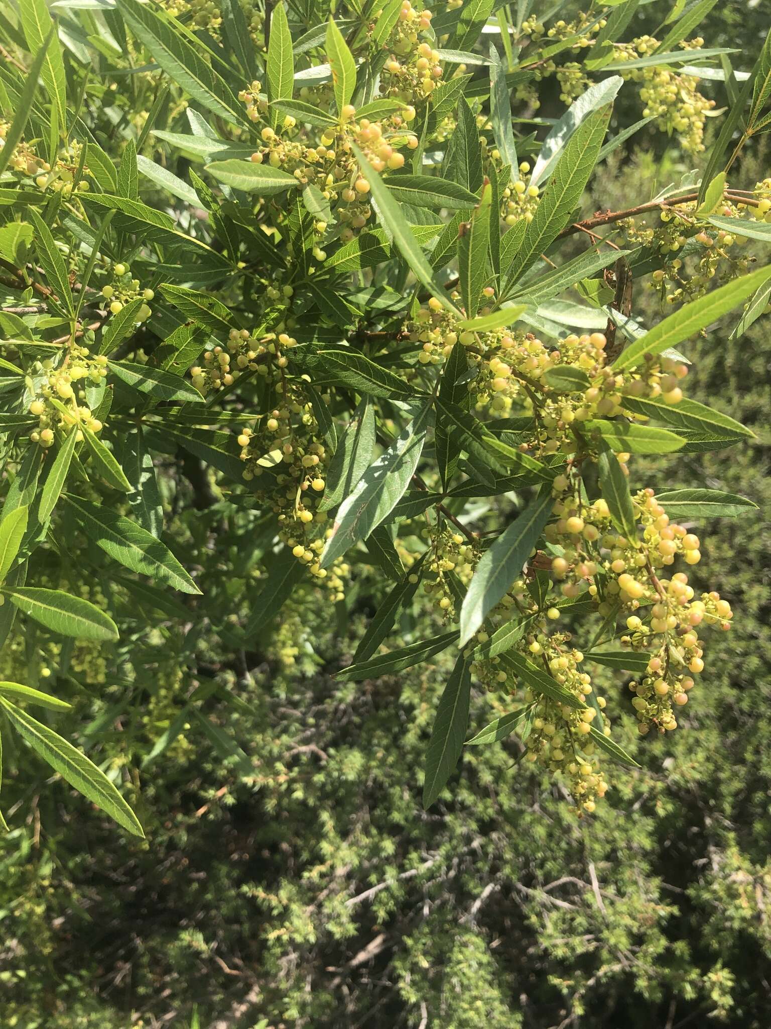 Image of Searsia gerrardii (Engl.) Moffett