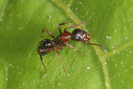 Image of Camponotus nearcticus Emery 1893