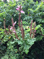 Image of Acanthus polystachyus Del.