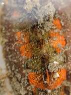 Image of hairy chiton