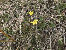 Image of Ranunculus gracilipes Hook. fil.