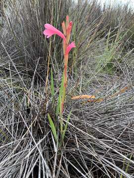 Imagem de Watsonia coccinea (Herb. ex Baker) Baker