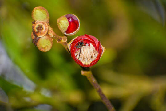 Image of Meriania tomentosa (Cogn.) J. J. Wurdack