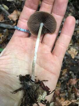 Image of Psathyrella longipes (Peck) A. H. Sm. 1941