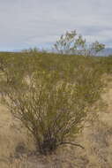 Image of Larrea cuneifolia Cav.