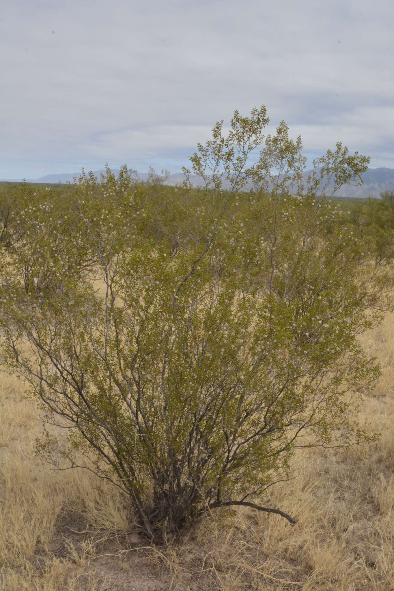 Image de Larrea cuneifolia Cav.