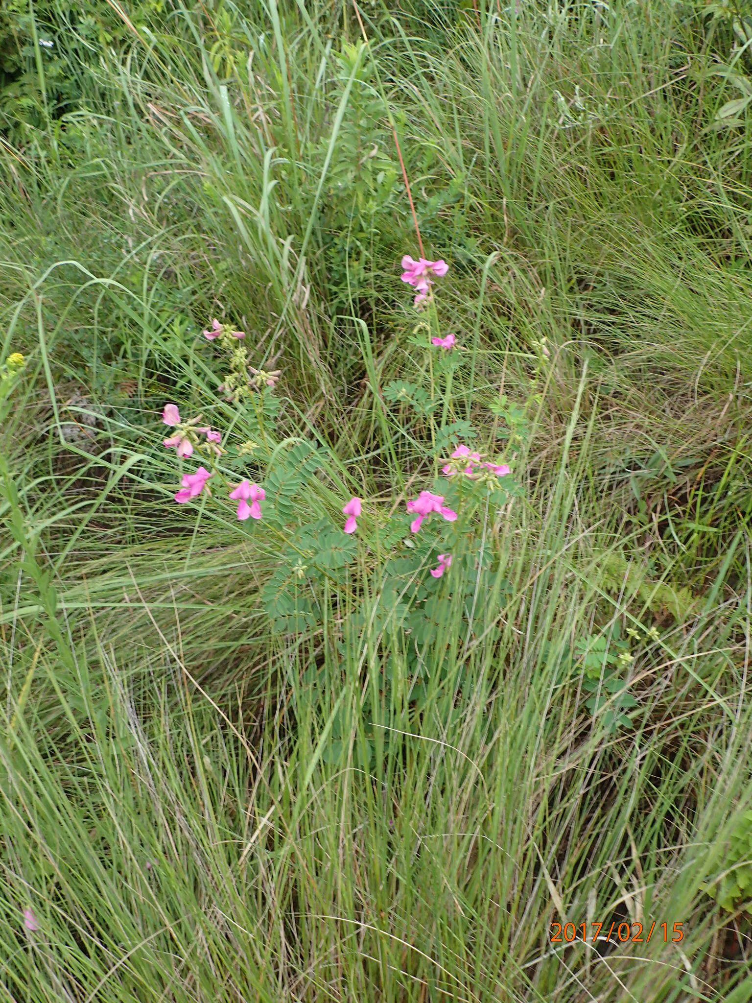 Tephrosia shiluwanensis Schinz的圖片