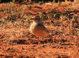 Image of Mirafra africana transvaalensis Hartert 1900