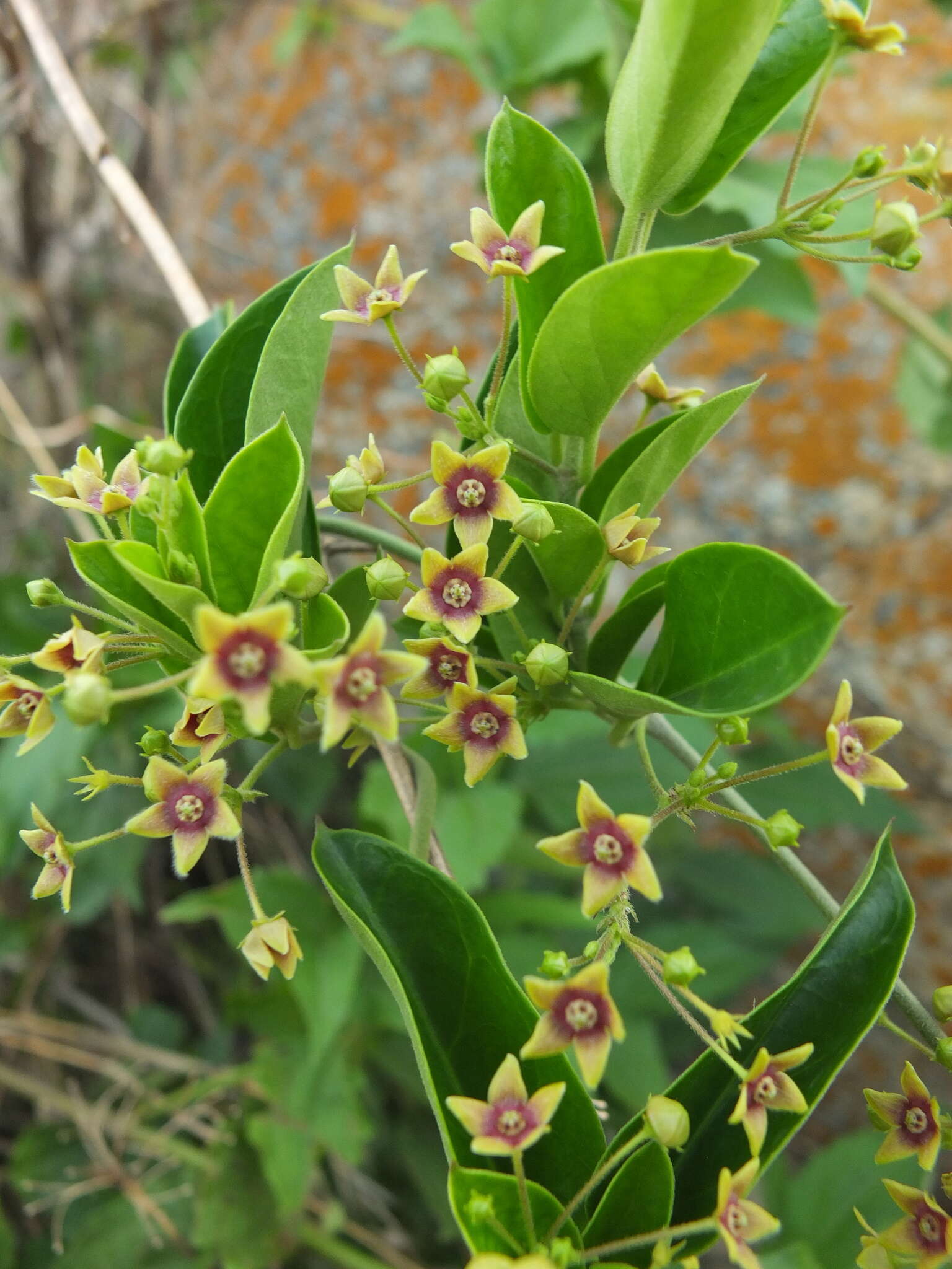 Image of <i>Vincetoxicum indicum</i>