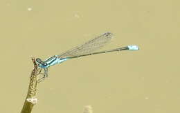 Image of Xiphiagrion cyanomelas Selys 1876