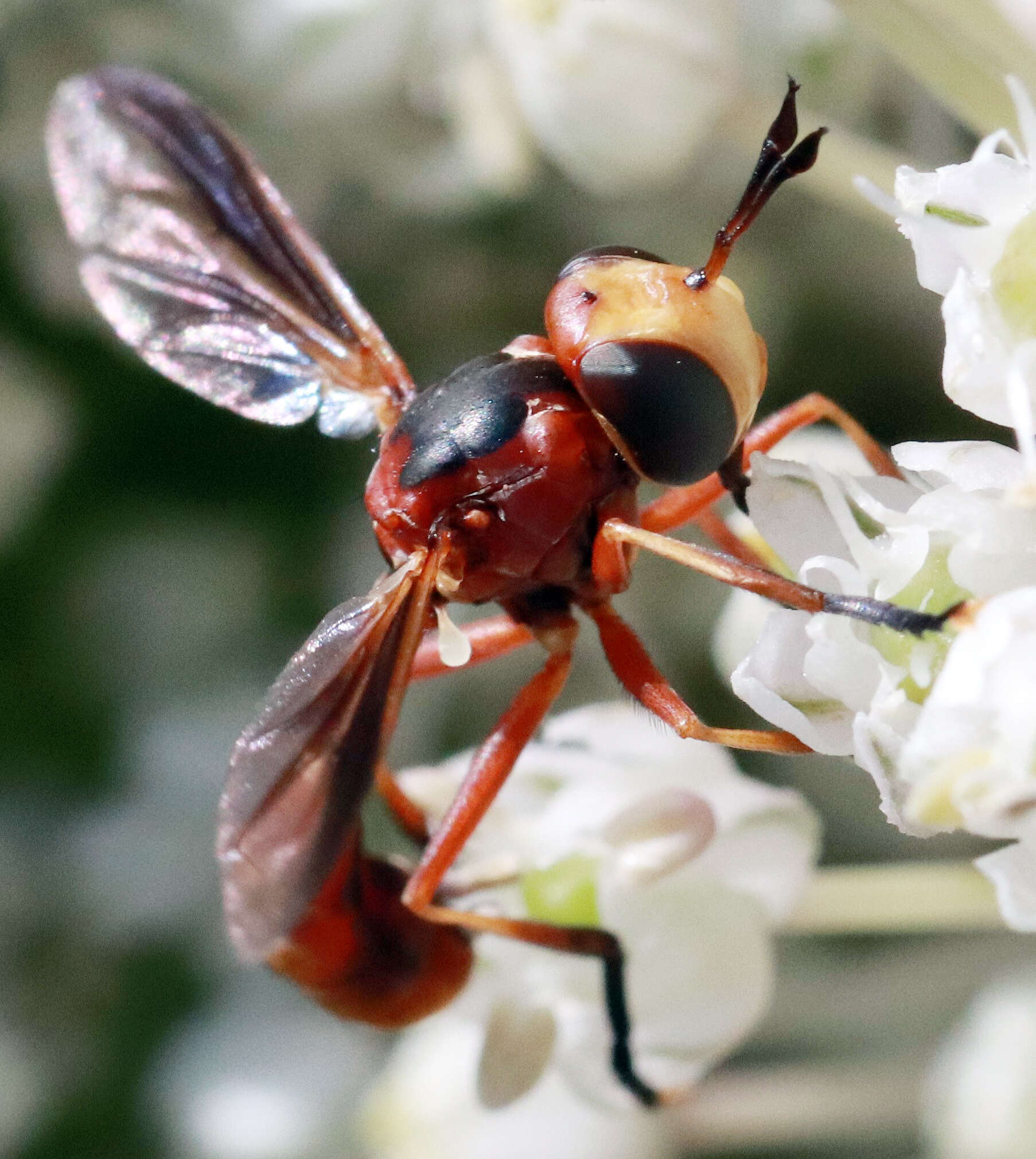 Sivun Physoconops fronto (Williston 1885) kuva