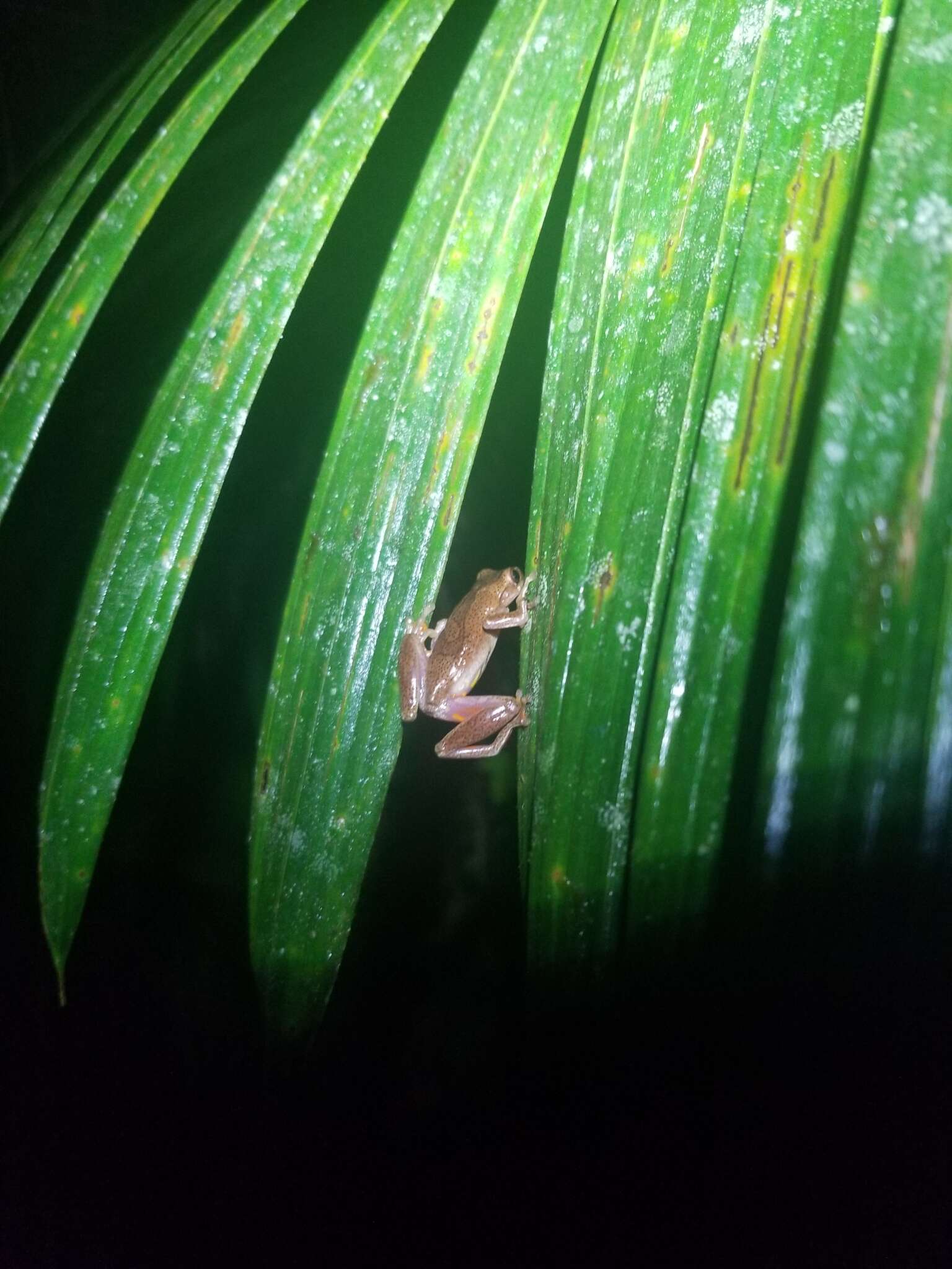 Image of executioner treefrog