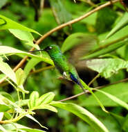 Image of Blue-capped Puffleg