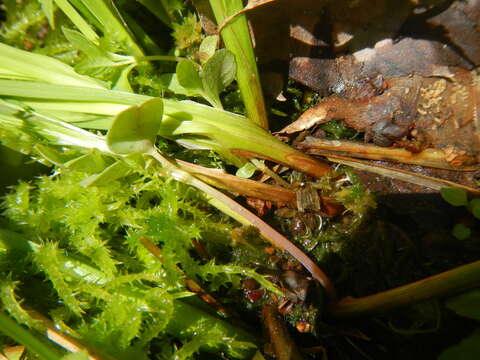 Image of silvery sedge